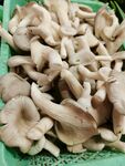 新鲜蘑菇