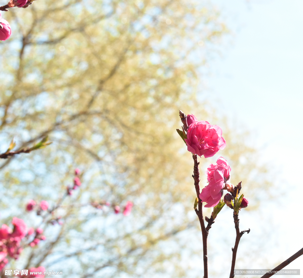 樱花特写