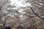春天花朵景观樱花隧道