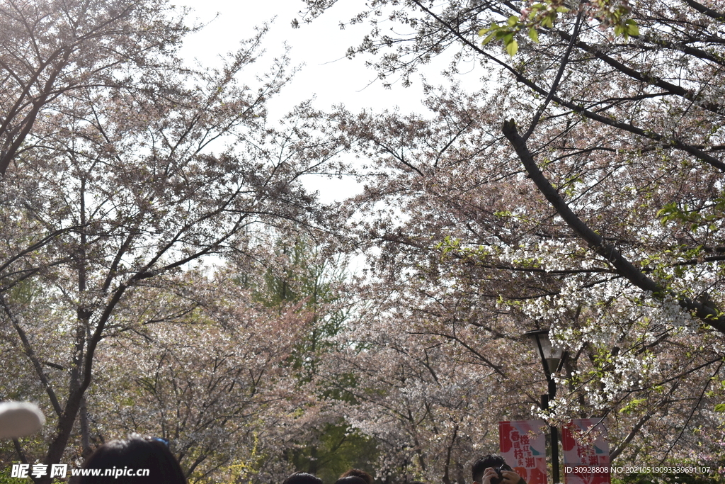 春天花朵景观樱花隧道