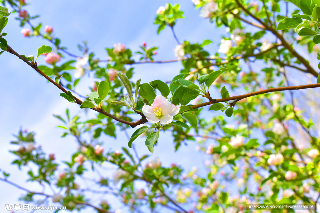 春天花朵景观