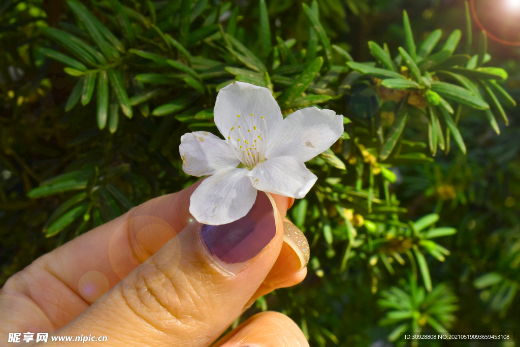 壁纸手拿小花