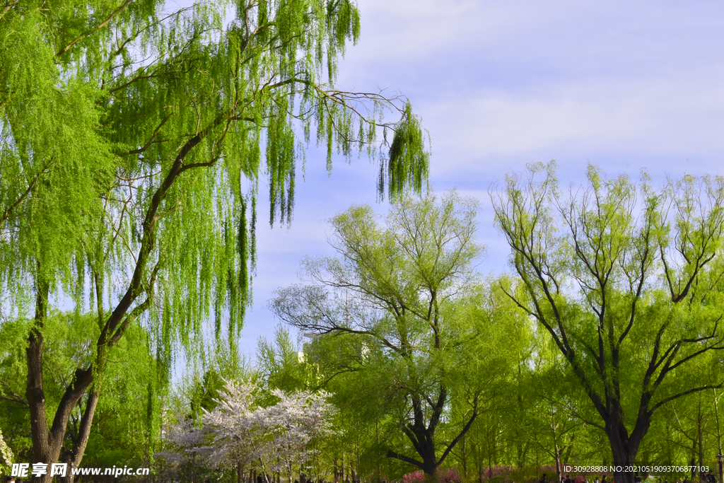 春天大自然树林风景