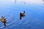 湖面戏水捕食的野鸭