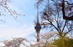 玉渊潭樱花环绕的中央电视塔