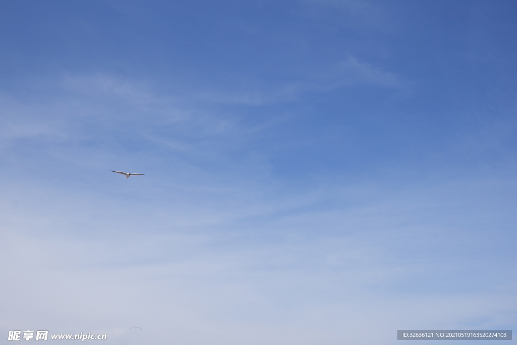 天空 海鸥 