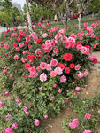 月季花