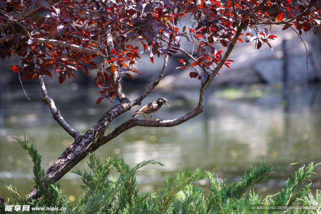 野生鸟类之树枝上的灰椋鸟