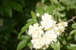 木香花