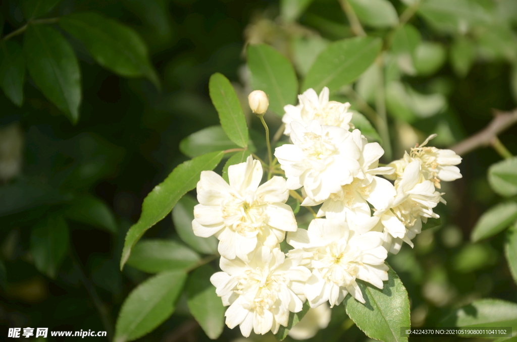 木香花