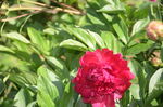 芍药