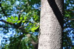 园林绿化树种臭椿的树干