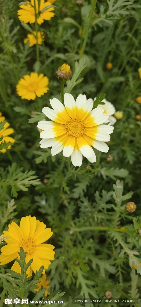 太阳花 小菊花