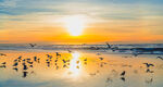 沙滩海鸥海景