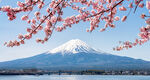 樱花富士山景观