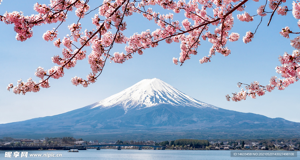 樱花富士山景观