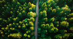 丛林里的公路