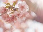 花卉