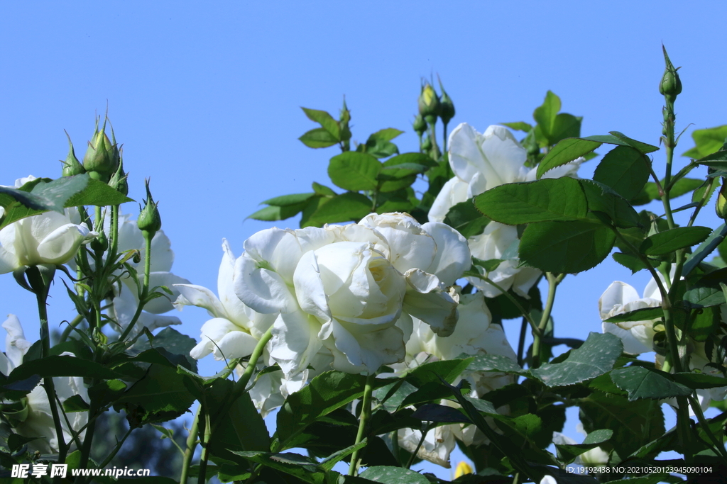 月季花