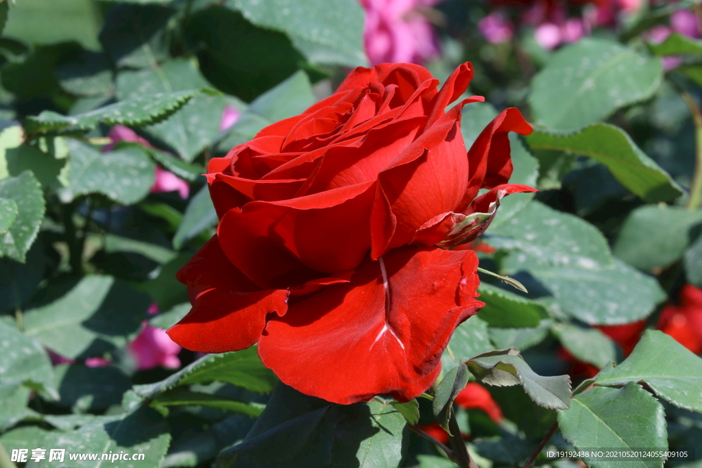 月季花 