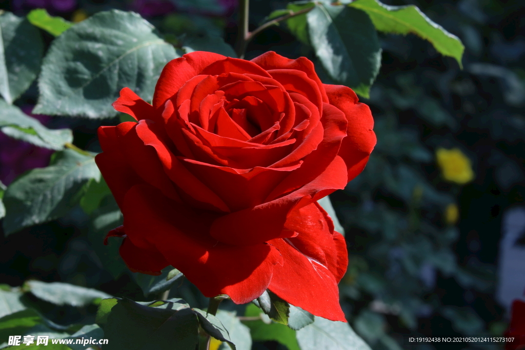月季花 