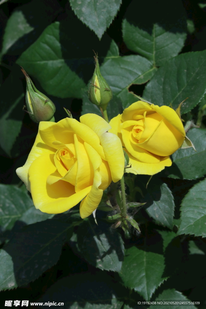 月季花