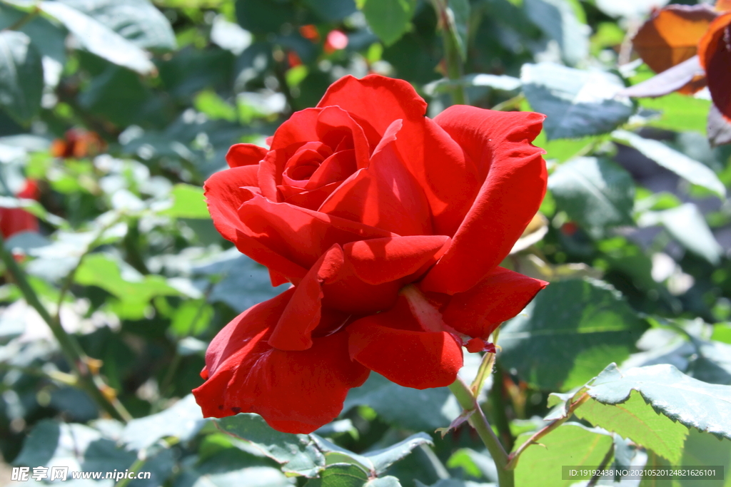 月季花 