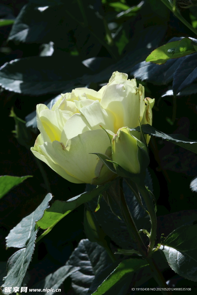 月季花 