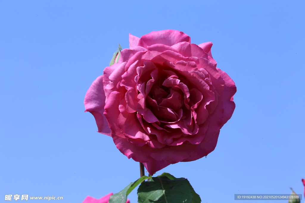 月季花