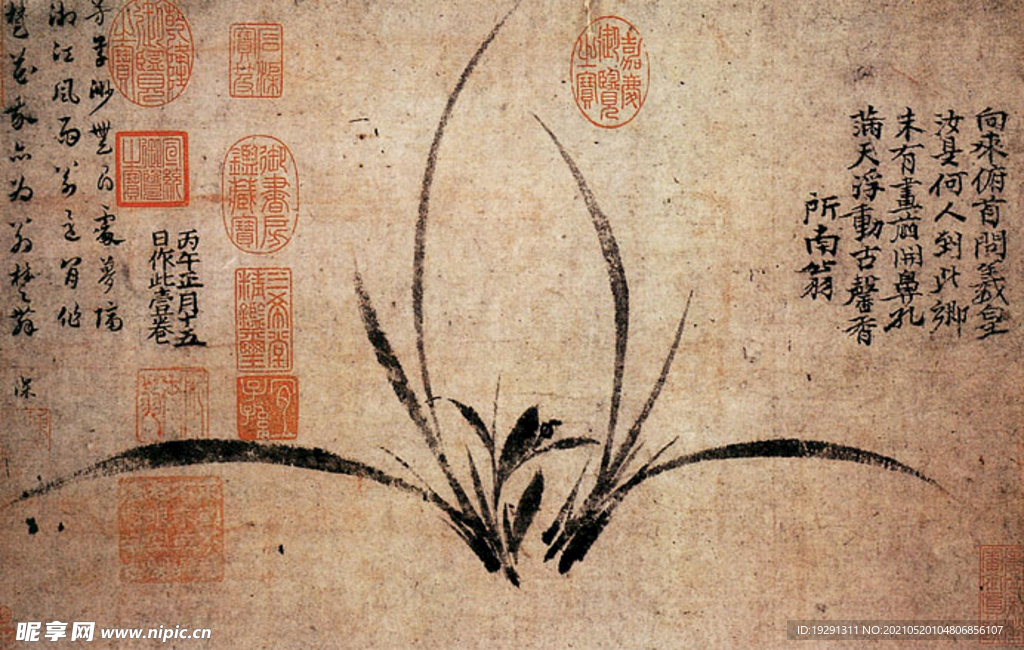 兰花