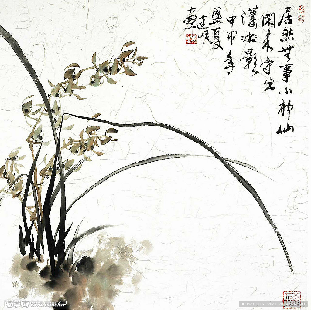 兰花