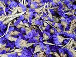 补血草 花茶