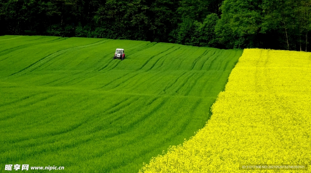 油菜