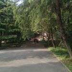 树荫