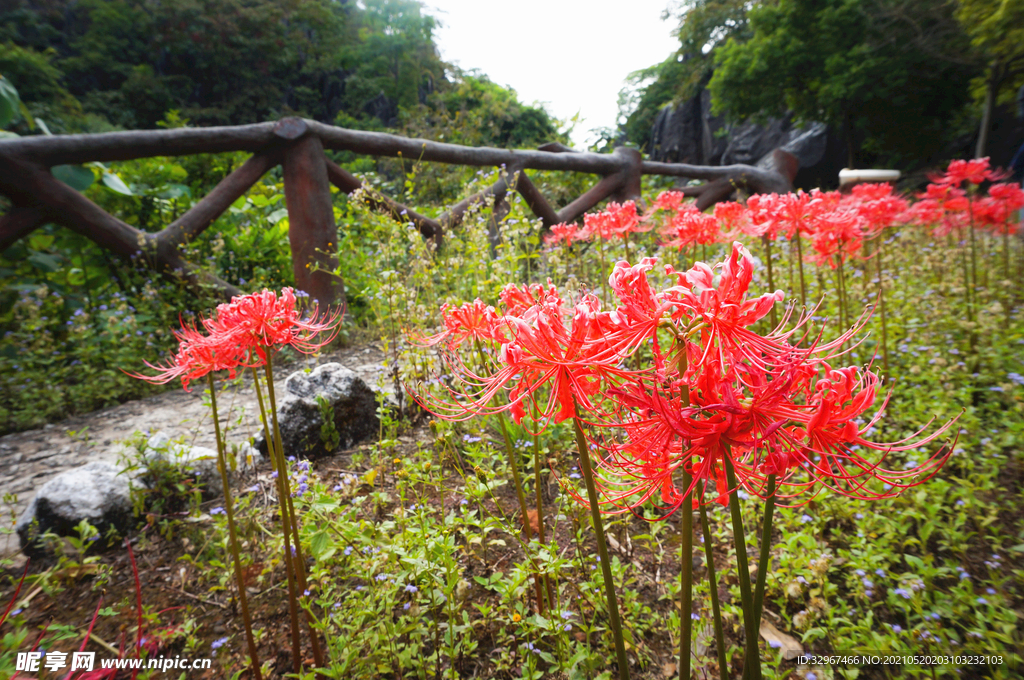 玉石林花开彼岸