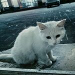 白色的猫咪