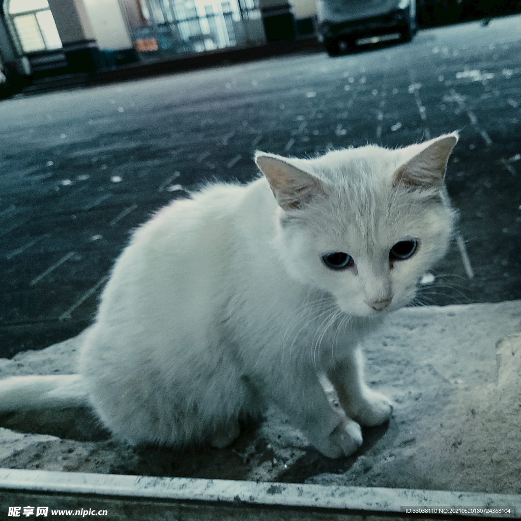 白色的猫咪