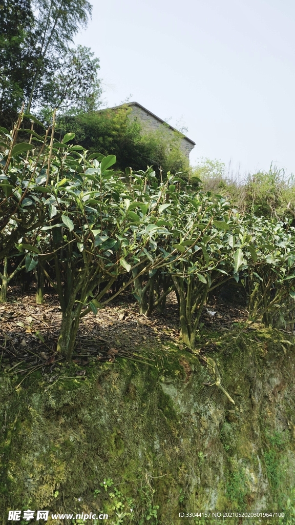 白茶茶树