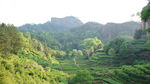 马头岩茶山