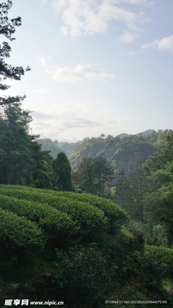 九龙窠武夷岩茶