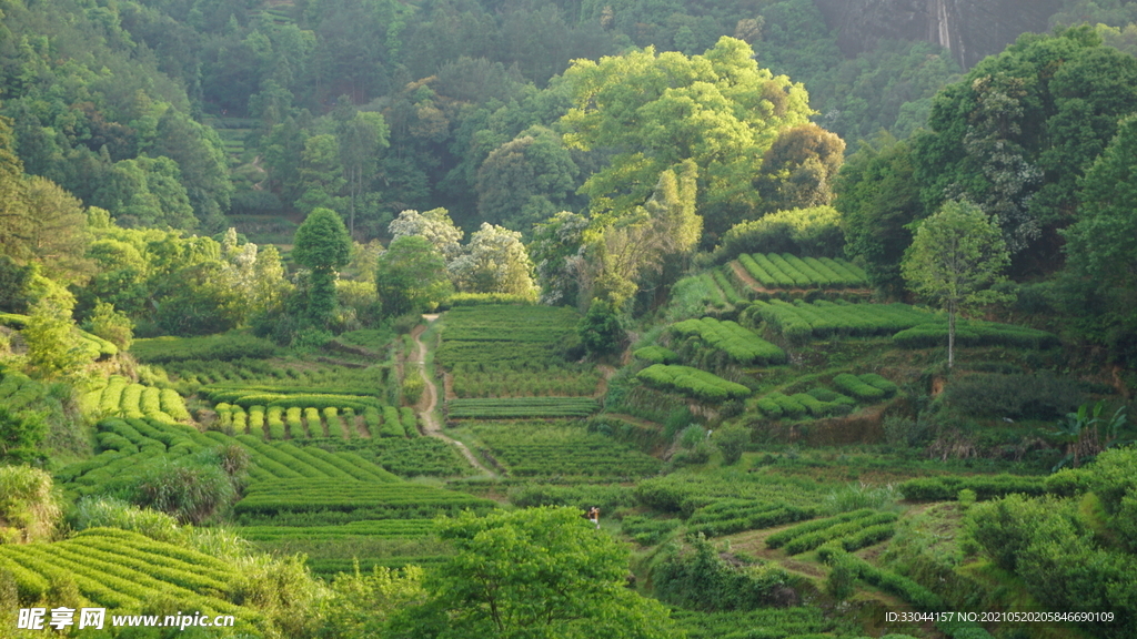 武夷岩茶