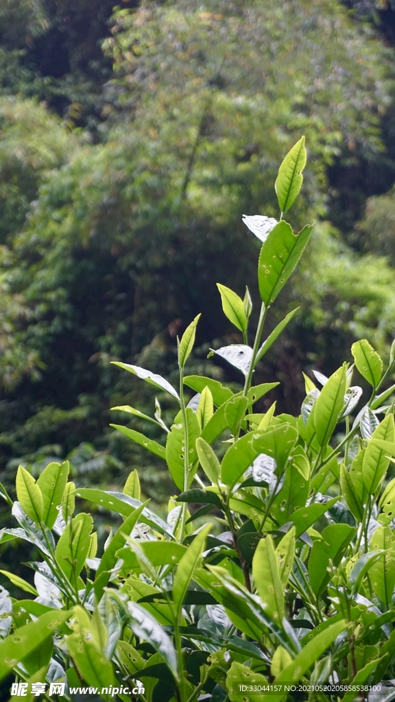 武夷岩茶