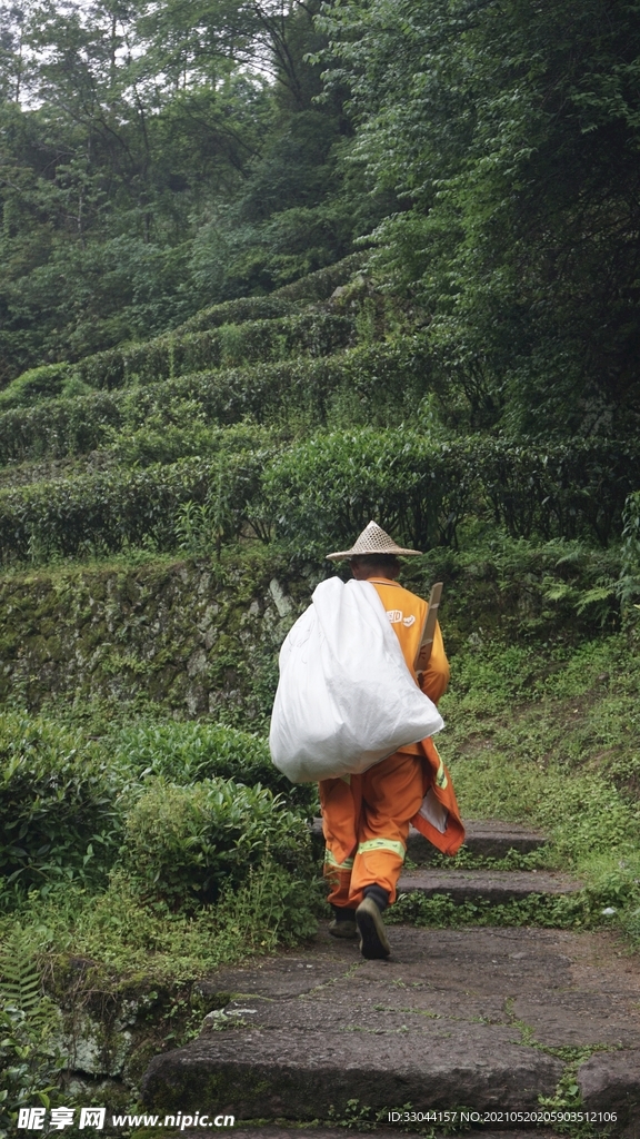 采茶武夷岩茶