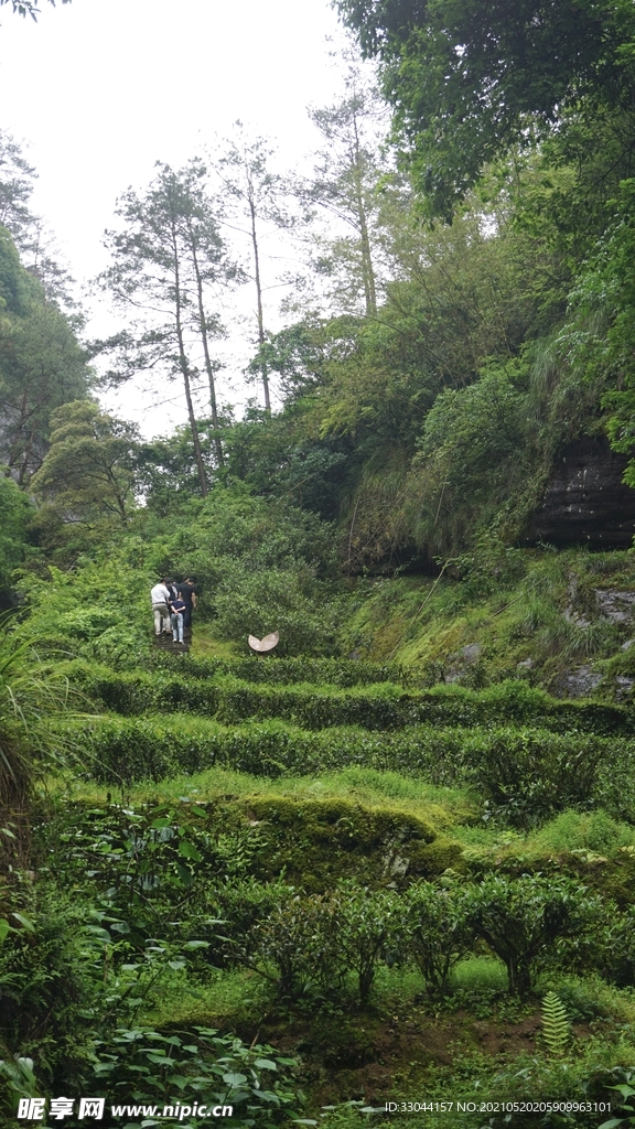武夷岩茶