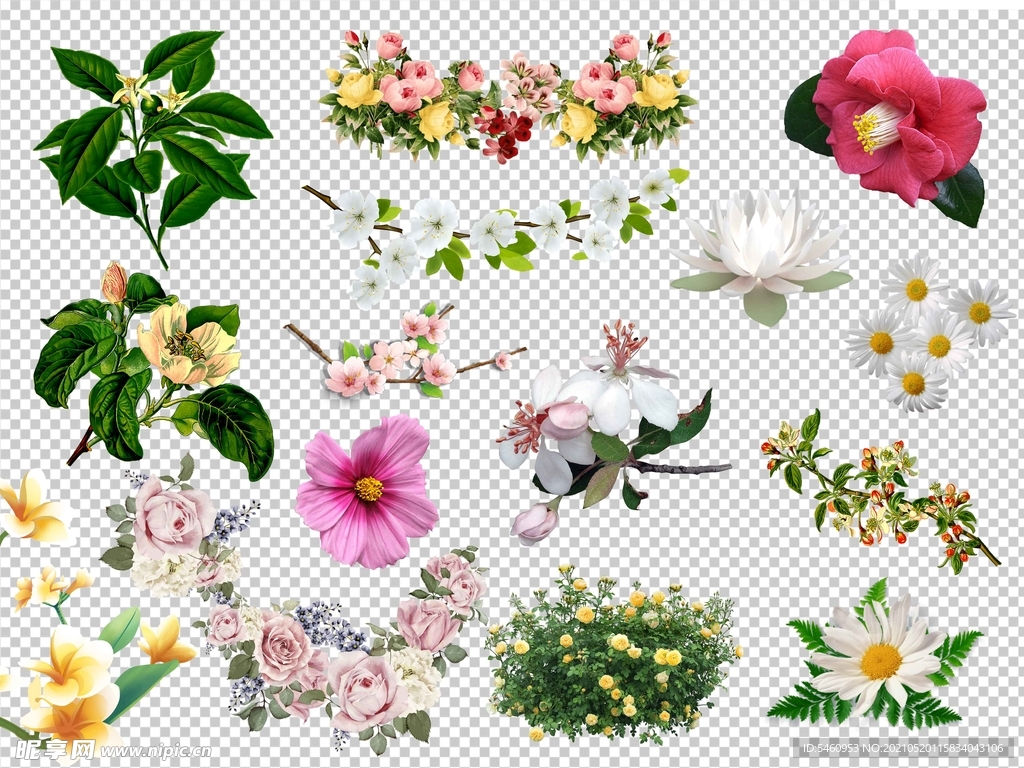 抠图素材 花卉
