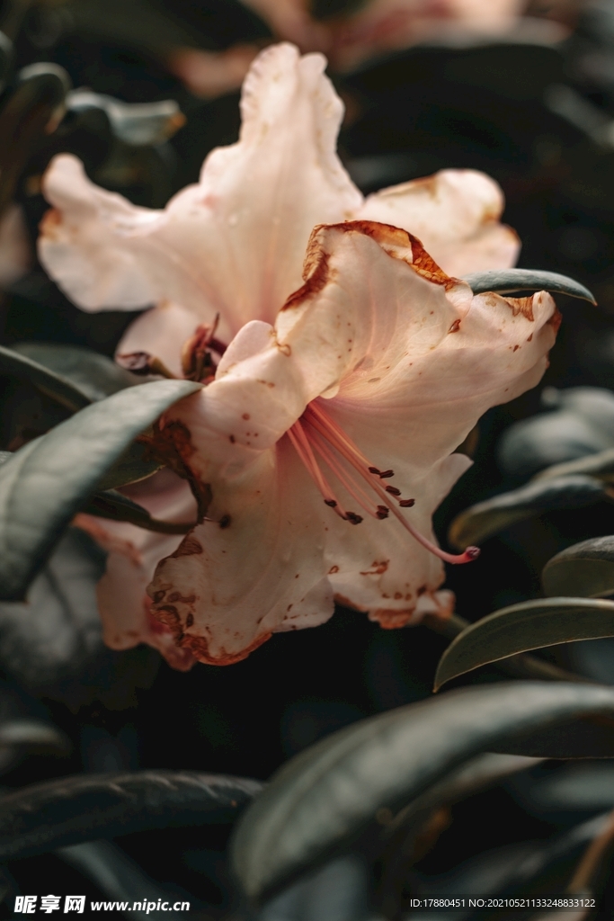 花卉