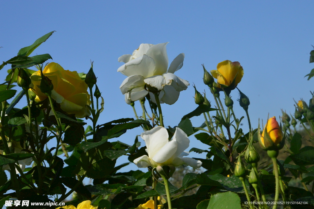 月季花