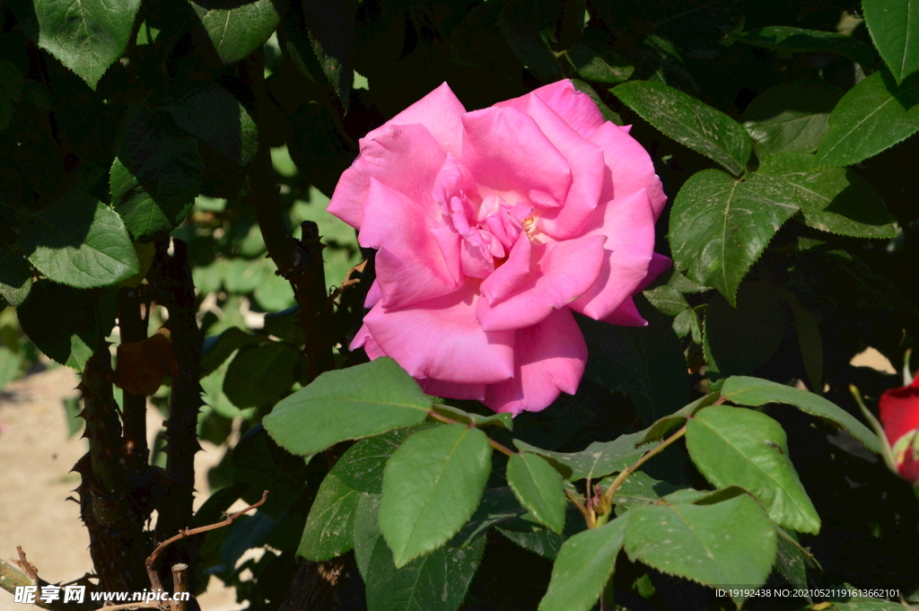 月季花 