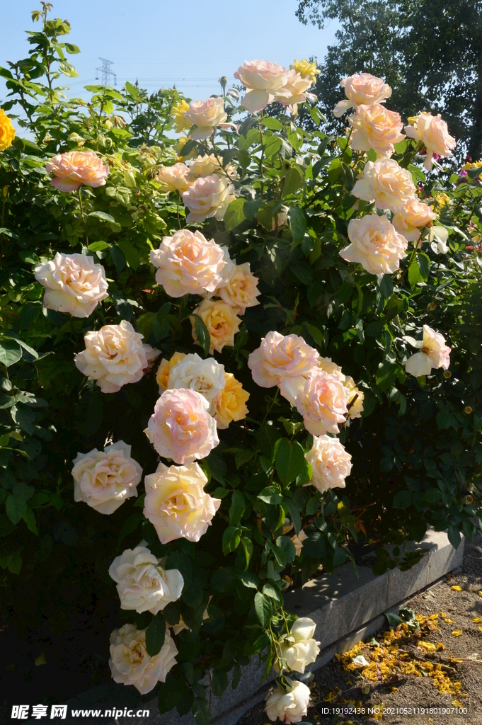 月季花