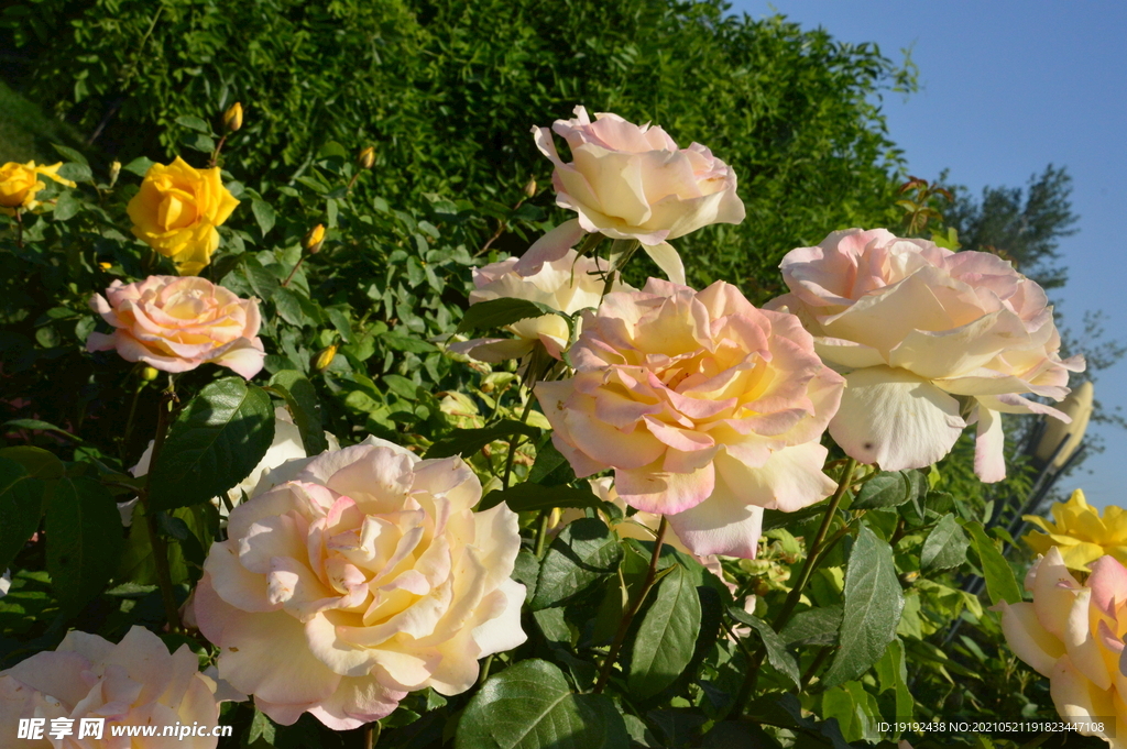 月季花 